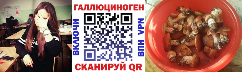 Купить закладки  Железноводск  Псилоцибиновые грибы Psilocybine cubensis 
